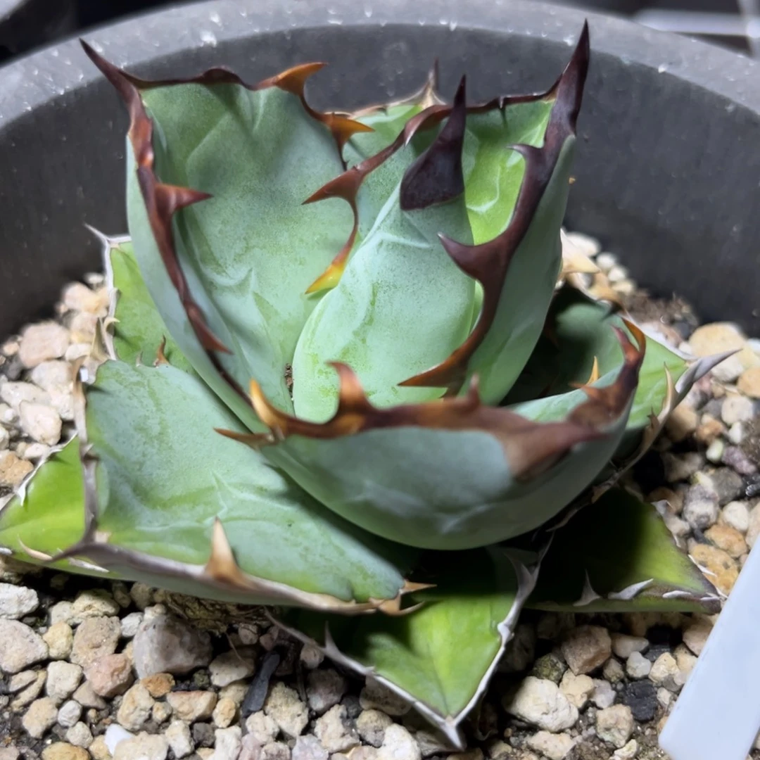 龙舌兰仁王冠蓝肌