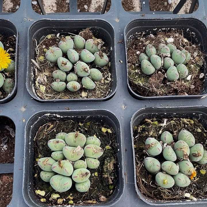 6.5方口笛群带盆土发