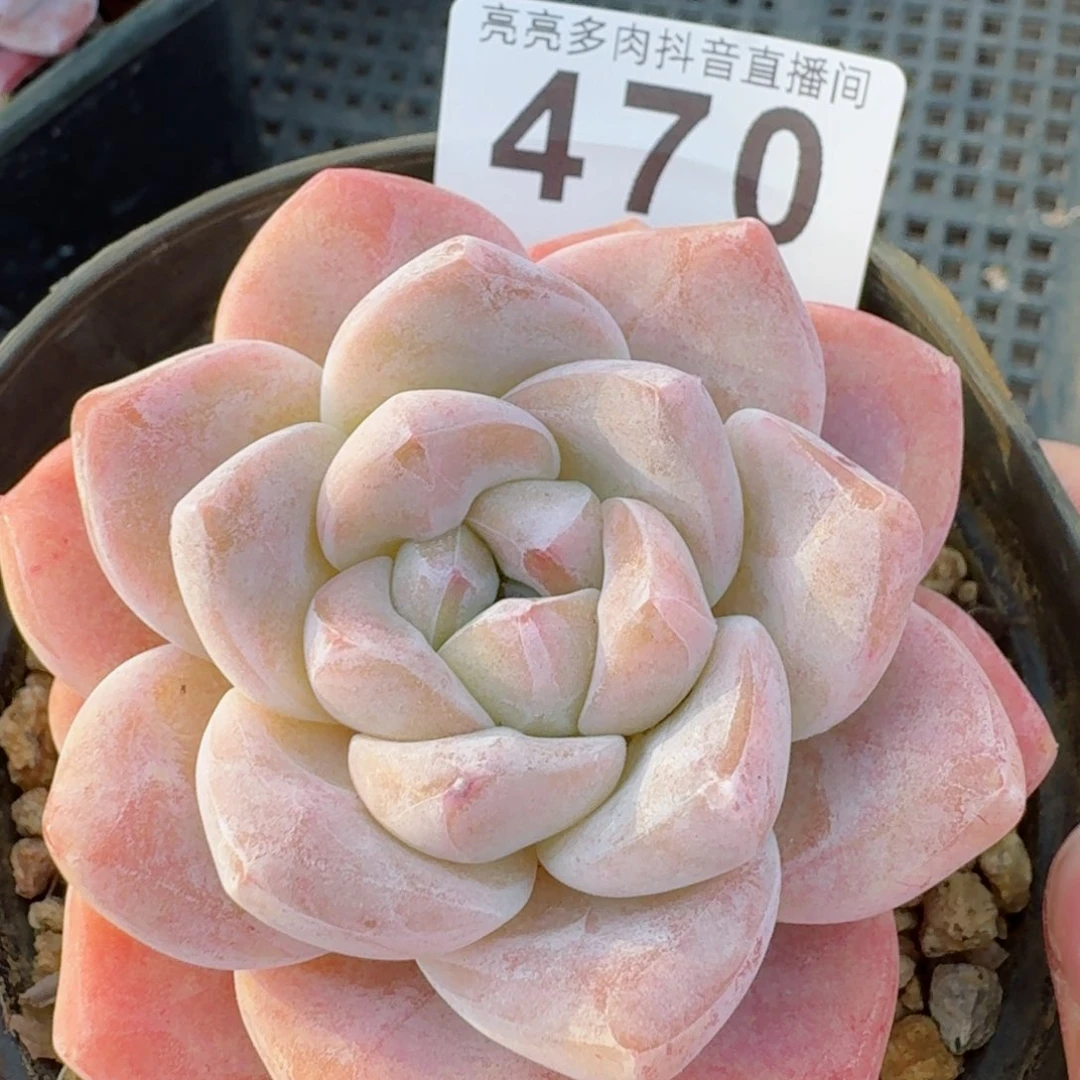 冰玉         精品多肉