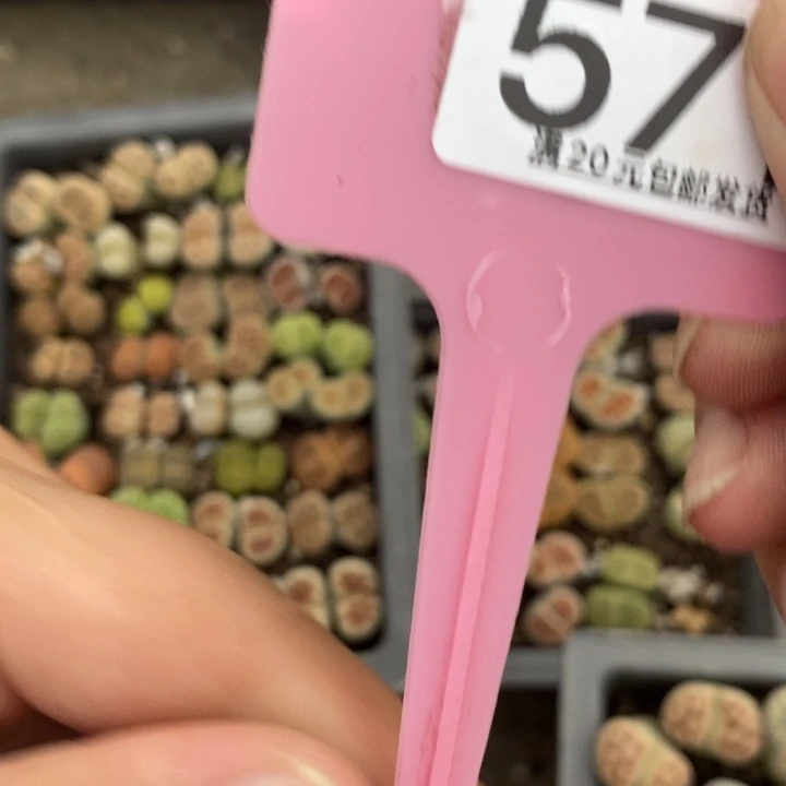 小***宝生石花等植物的加钱572