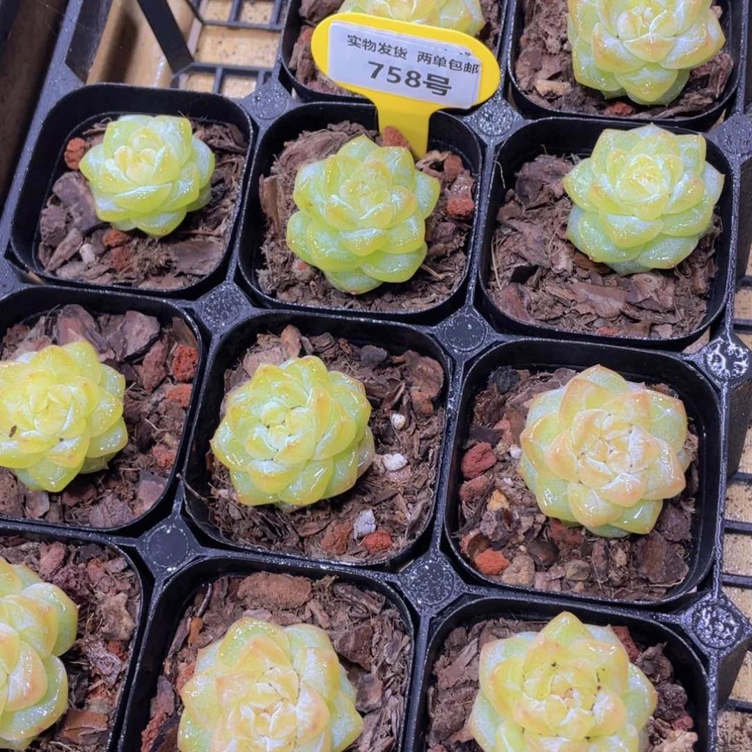 758号 水晶珍妮优选粉钻单头一个