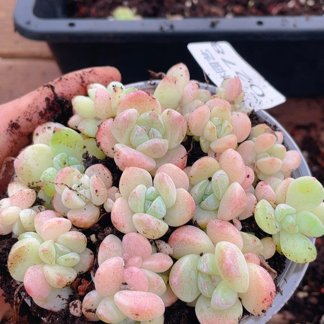 多肉植物多肉植物278