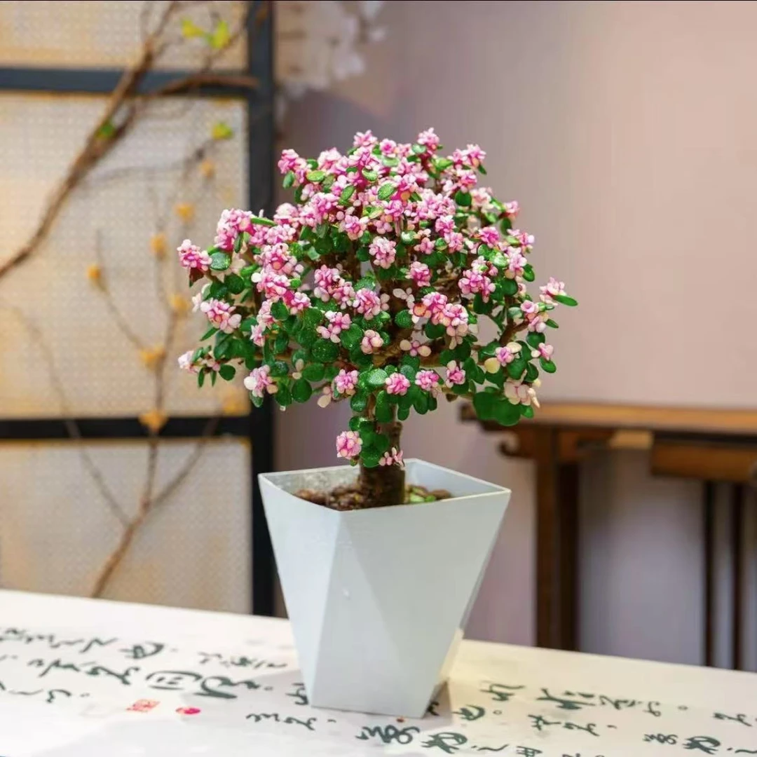 【送白盆】金枝玉叶棒棒糖多肉植物室内绿植盆栽客厅阳台盆景花卉