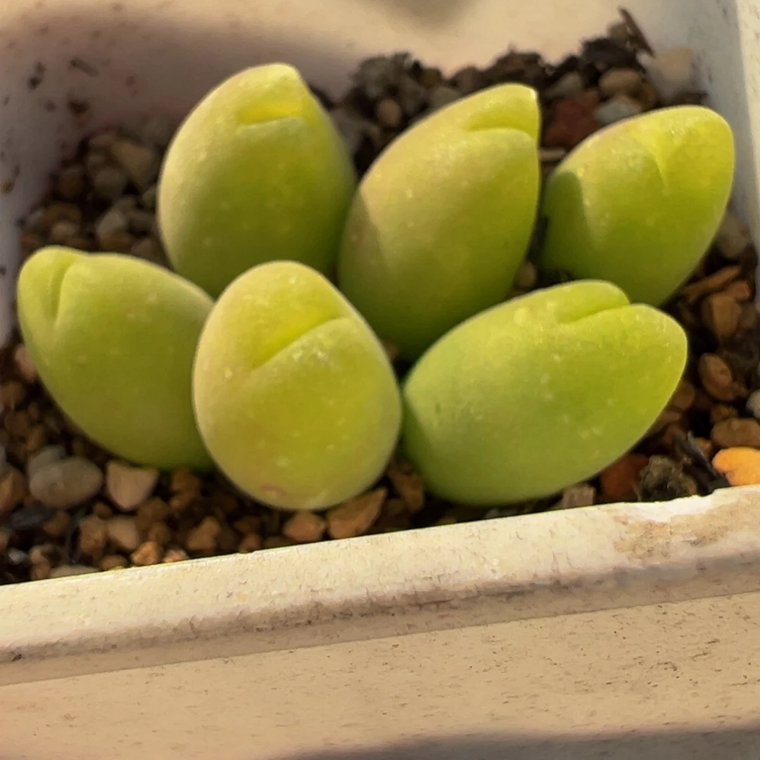 863多肉植物种类多样