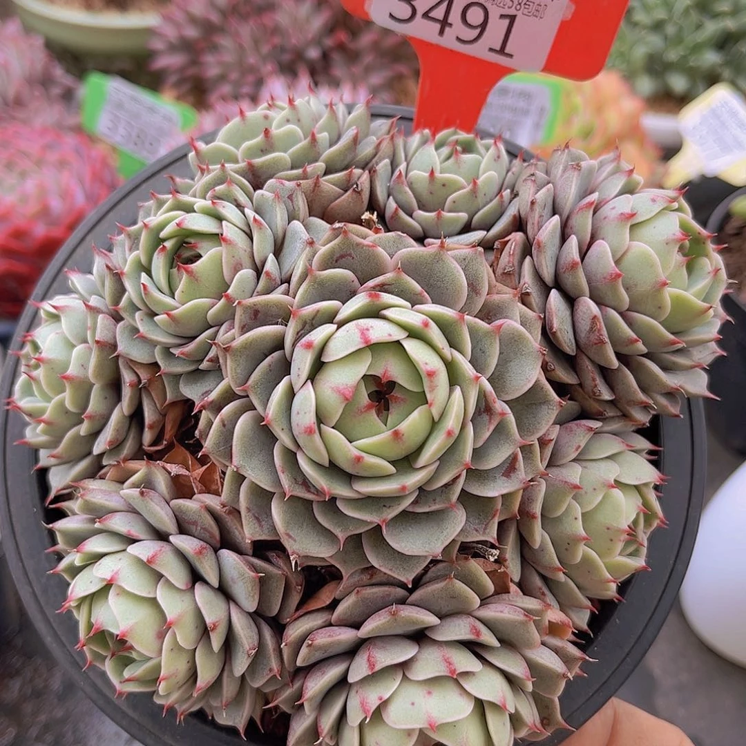 3491笨吧多肉植物