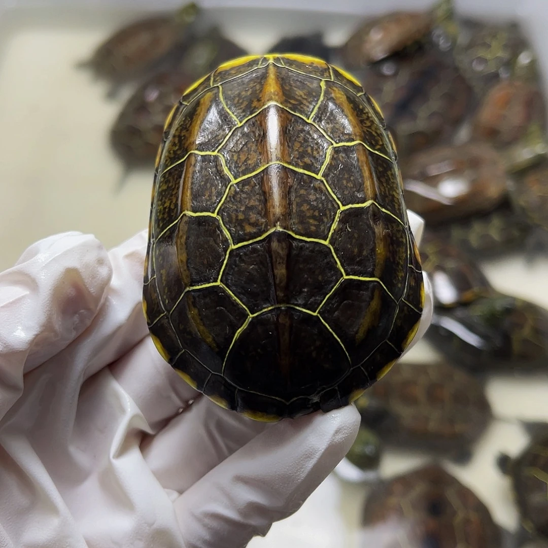 中华草龟公母搭配1337899