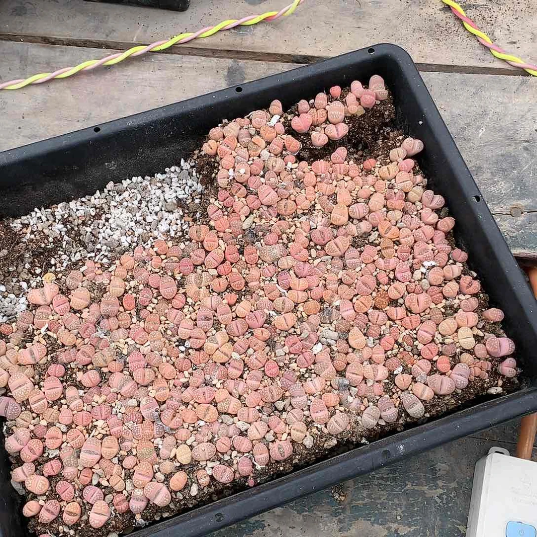 粉春蚕十个一组多肉植物