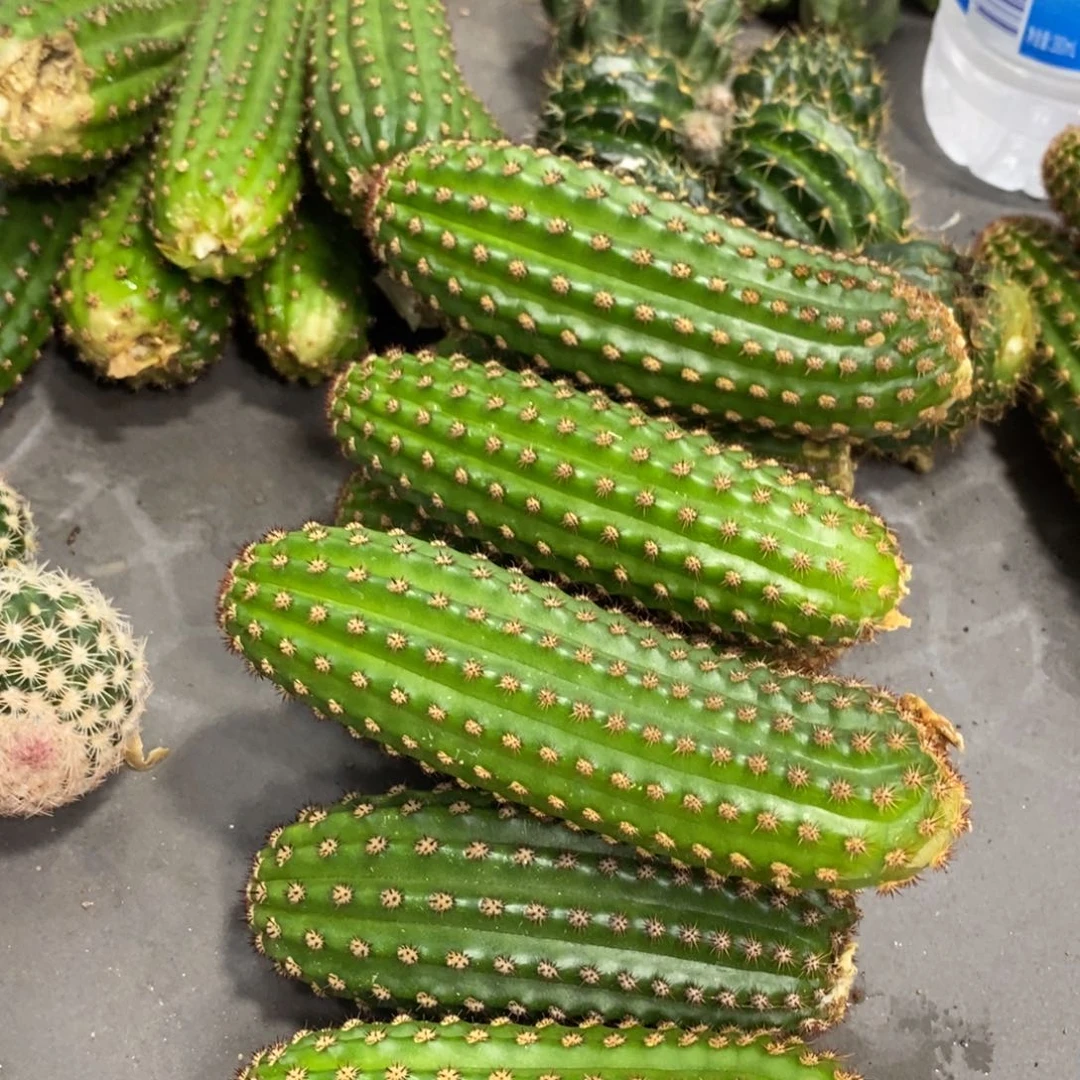进口金妞金1侧芽一个