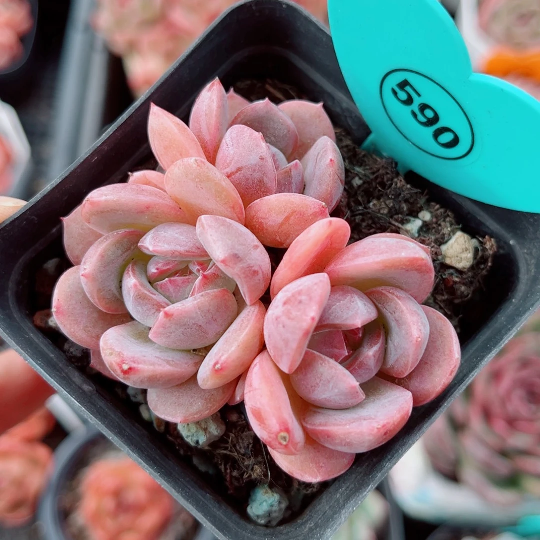 590号小老桩珍妮群