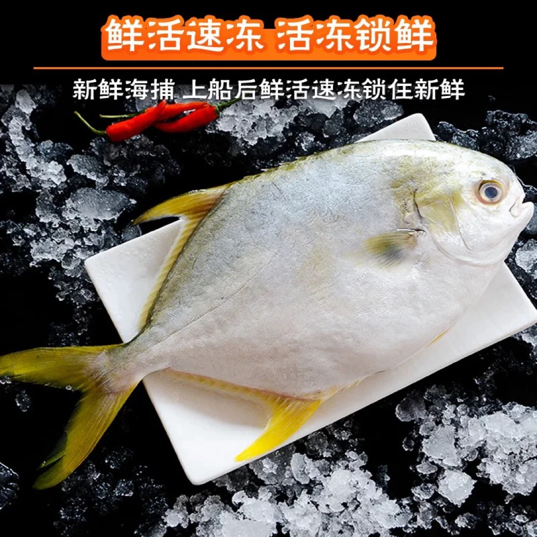北部湾本港野生海捕 金鲳鱼