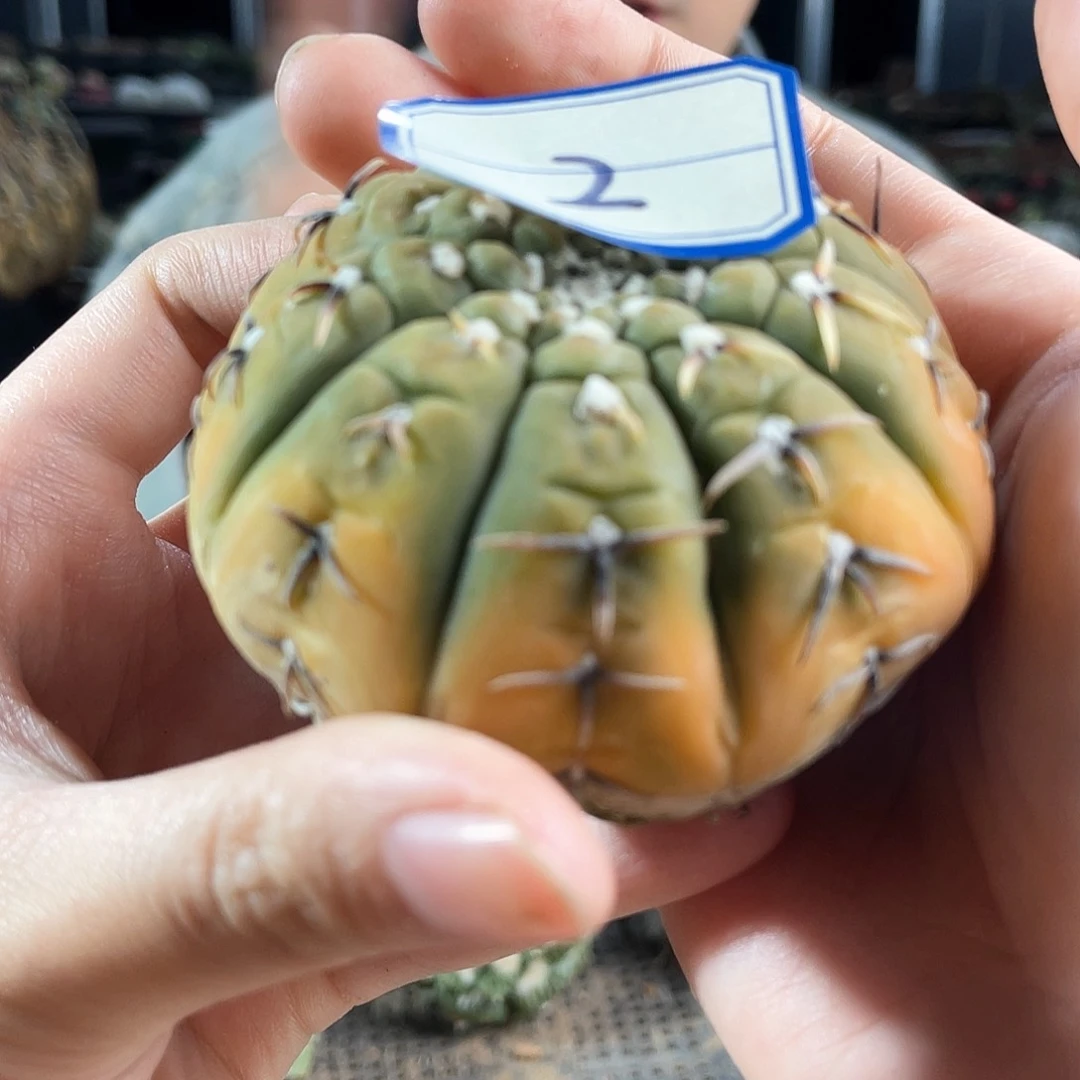 2号黄色的牛肉饼1颗