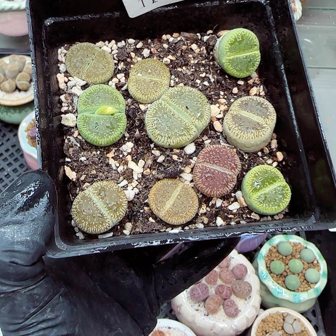 生石花满18包邮1113-277