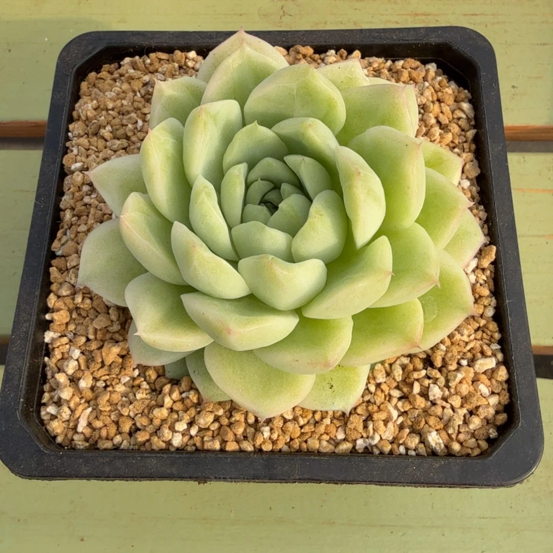 麦秆锦锦上园艺一物一拍