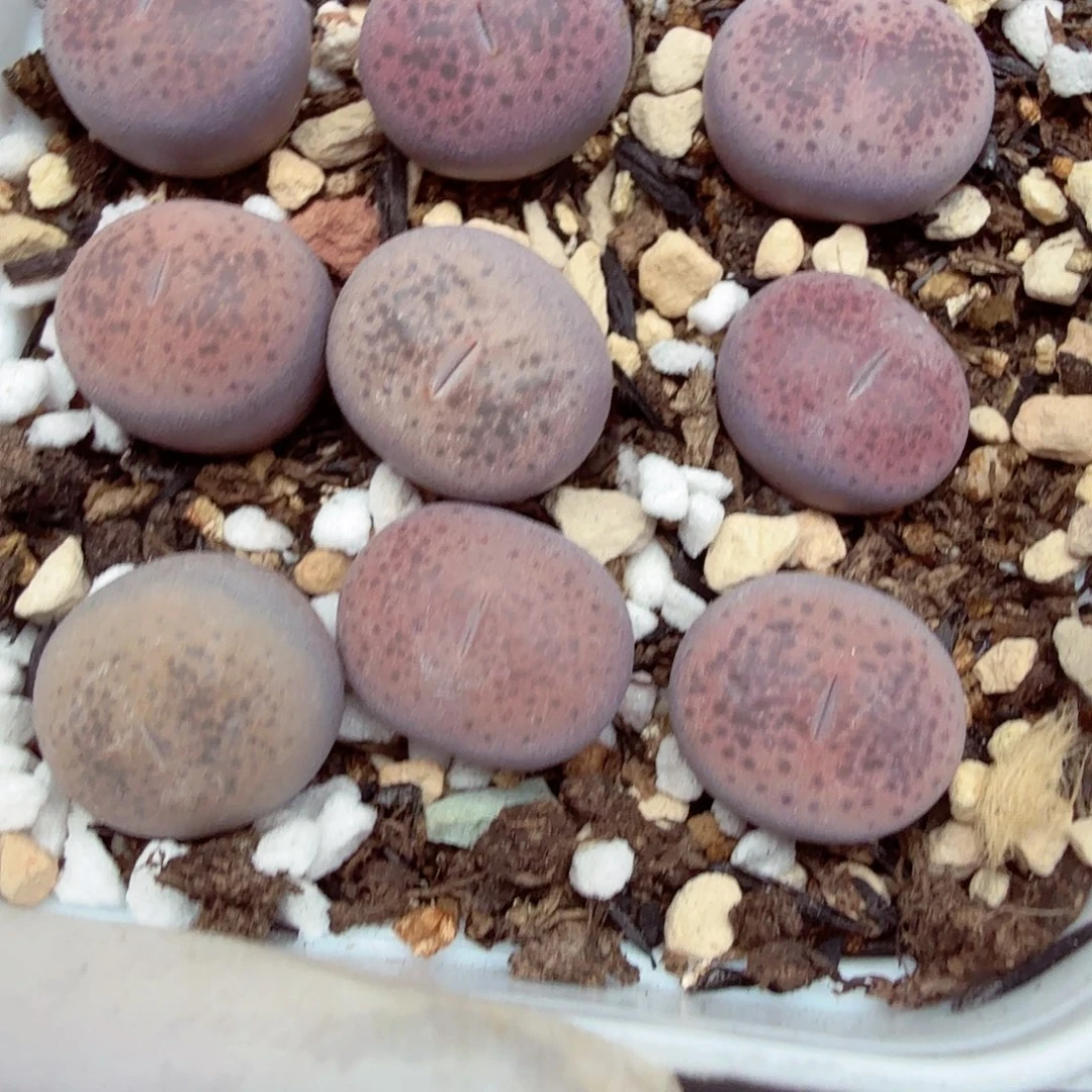 哈哈笑不出眼泪哈436不