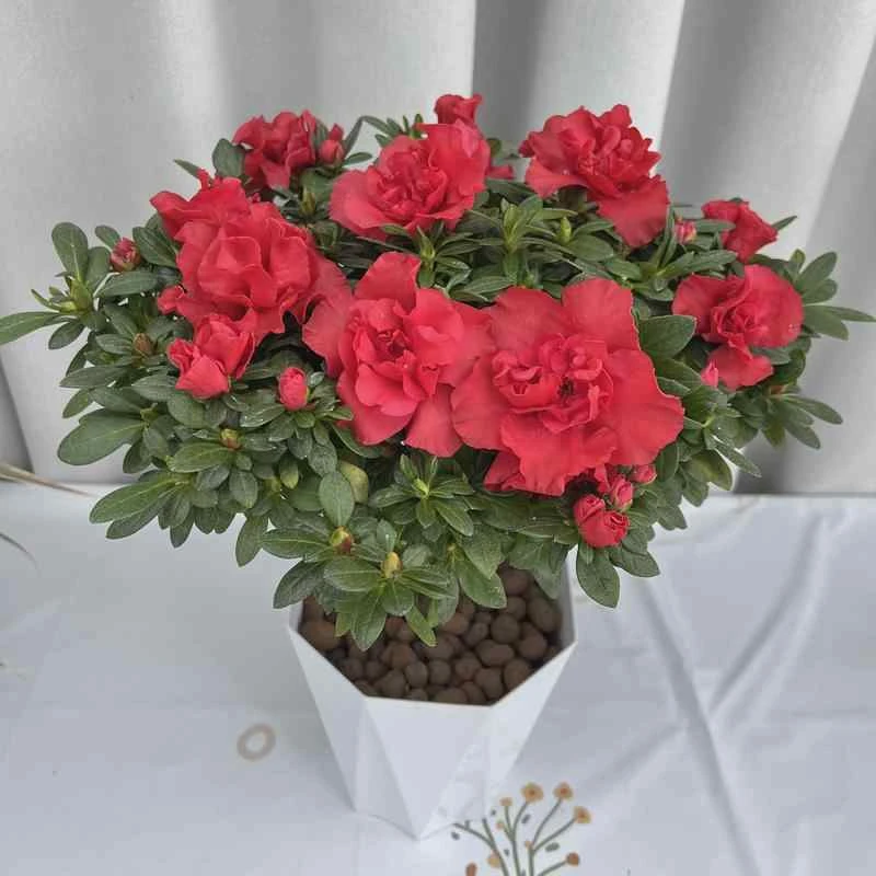 杜鹃花盆栽带花苞四季开花好养易活室内阳台花卉植物客厅净化空气