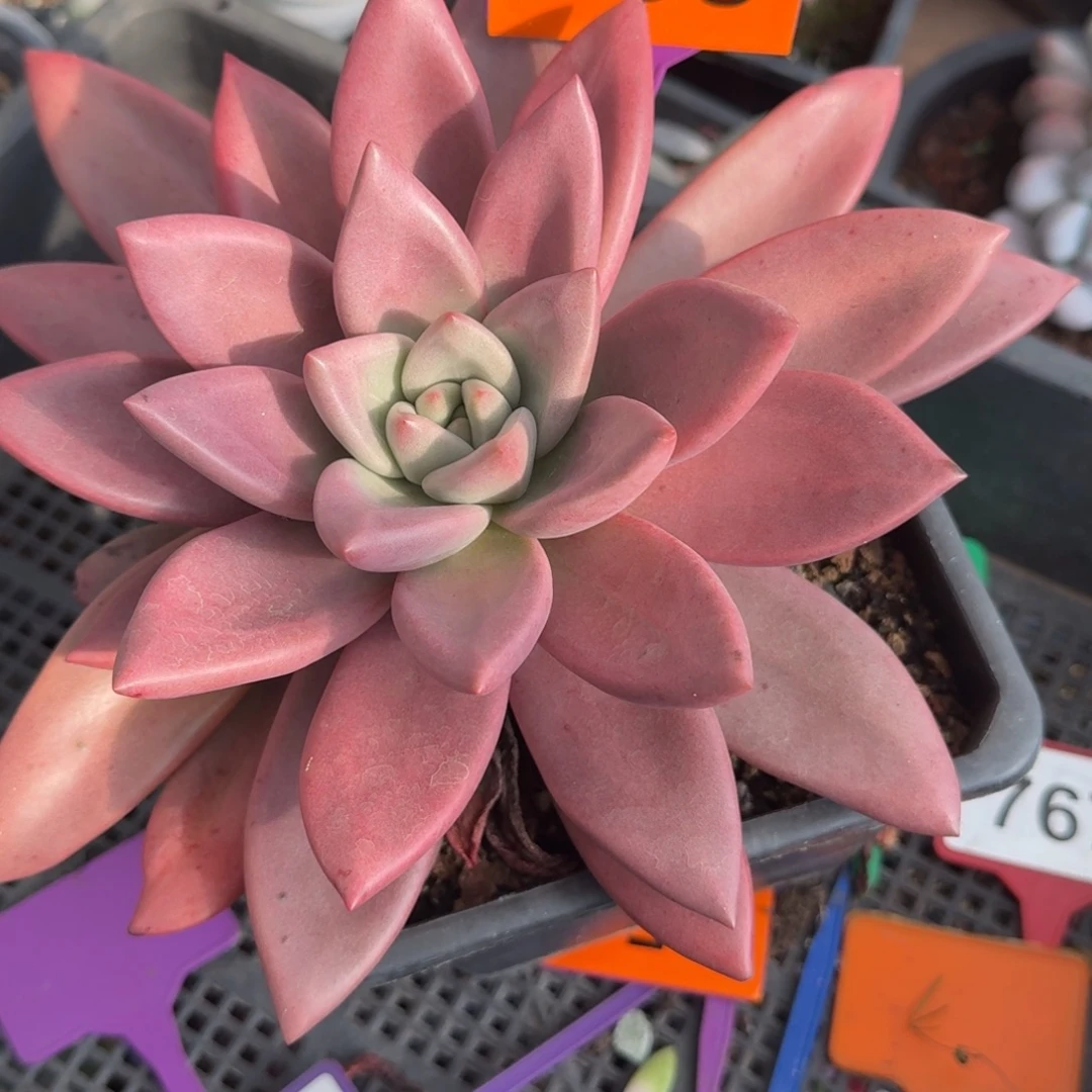 赫菲虞一物一拍558