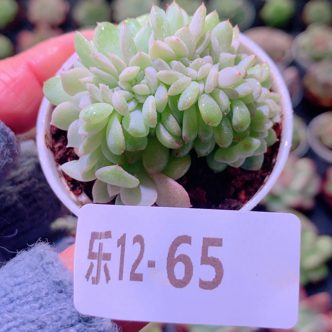 乐然12-65 新品缀化