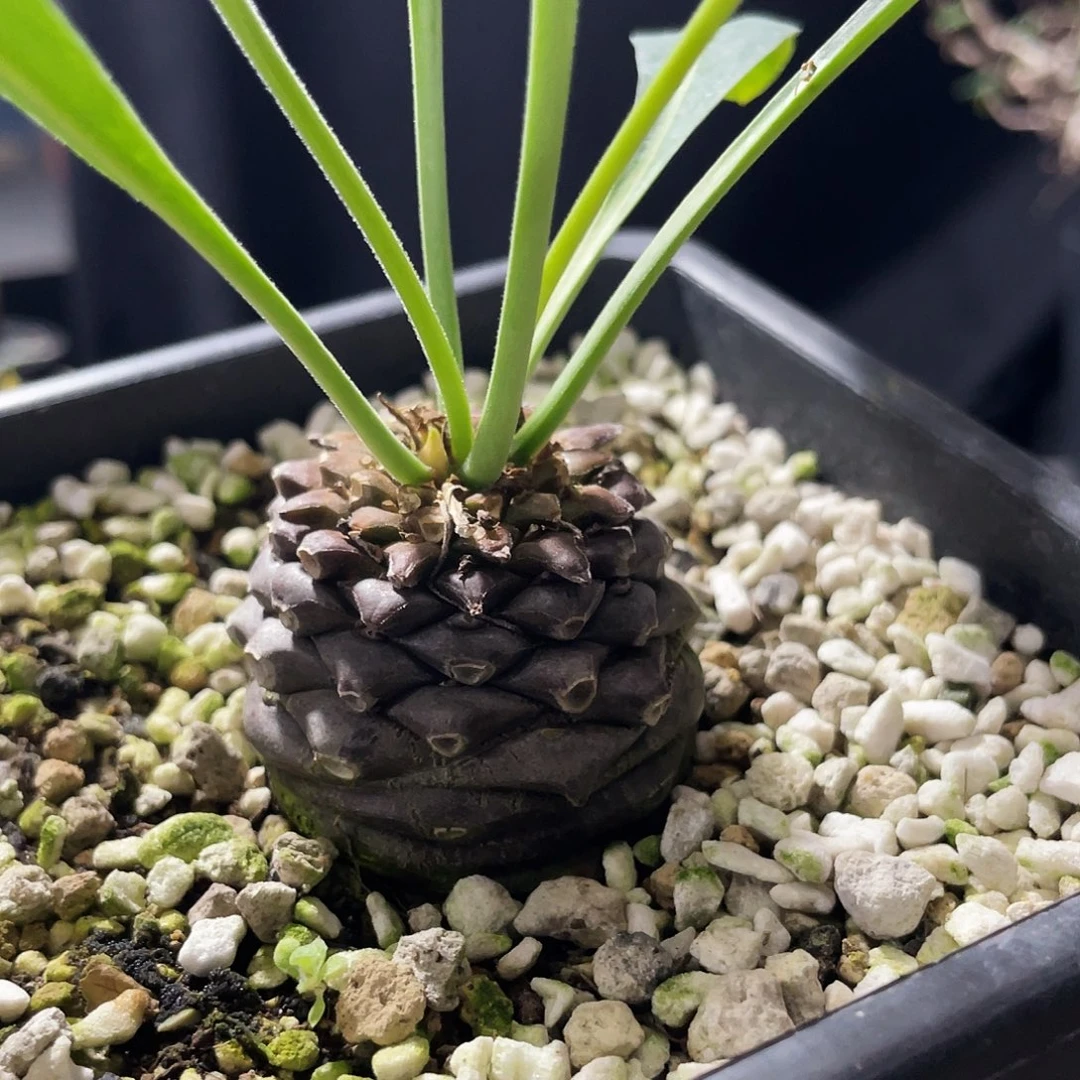 铁甲丸4.2公分6666666