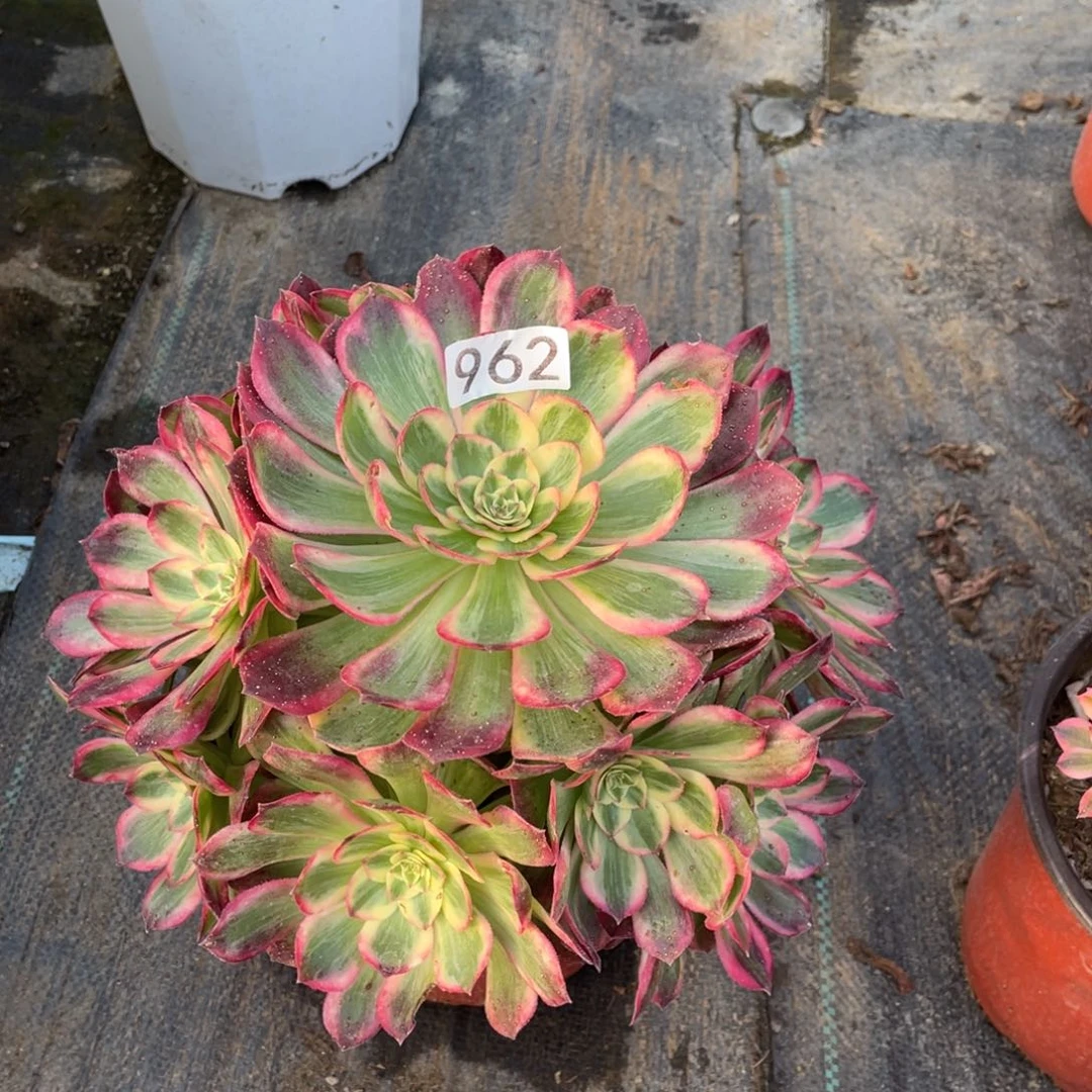 云荷老桩法师多肉植物