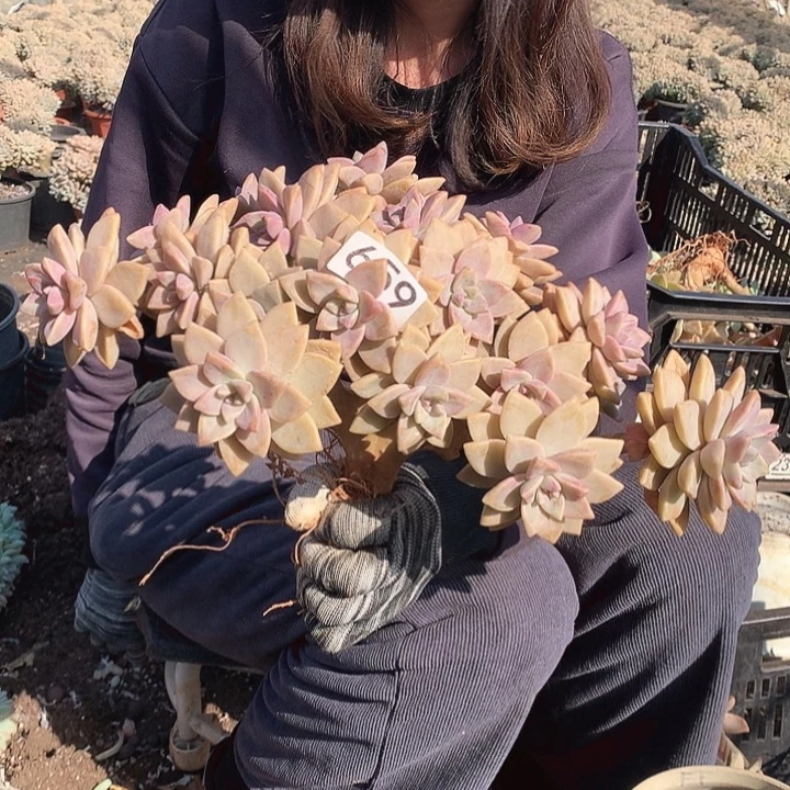 659 淡雪缀 一物一拍