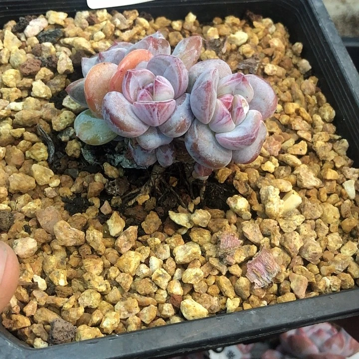 星影石榴籽福利出咯 015