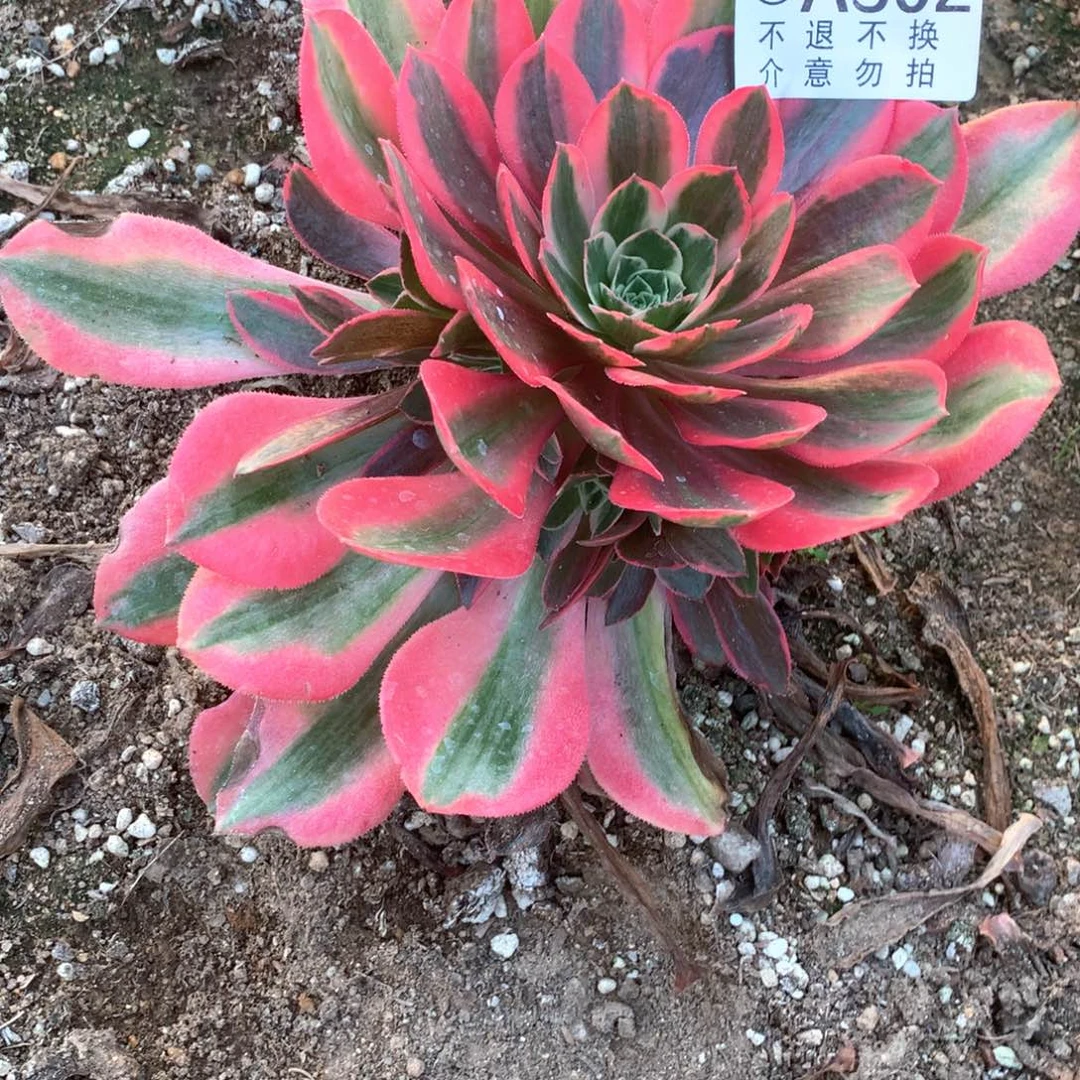 多肉植物女妖302