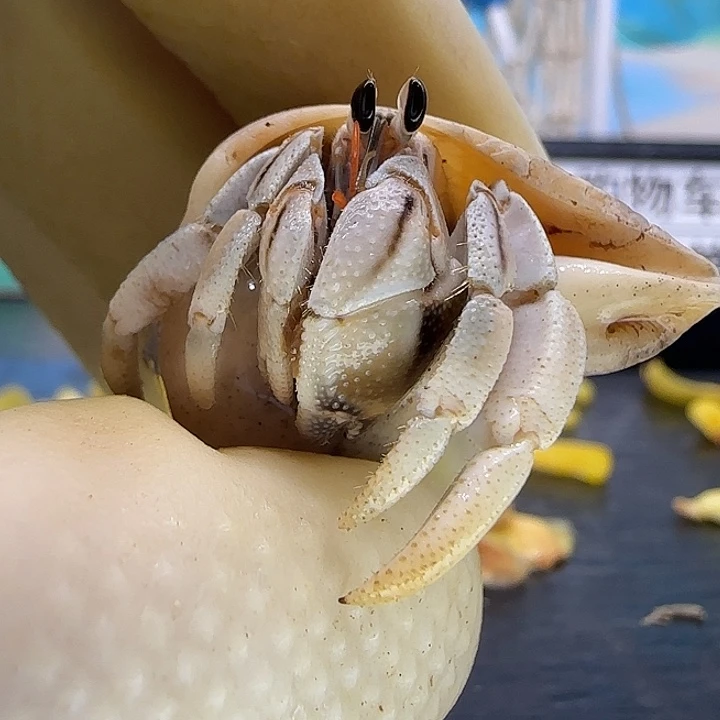 A26马岛灰白1.4cm口径