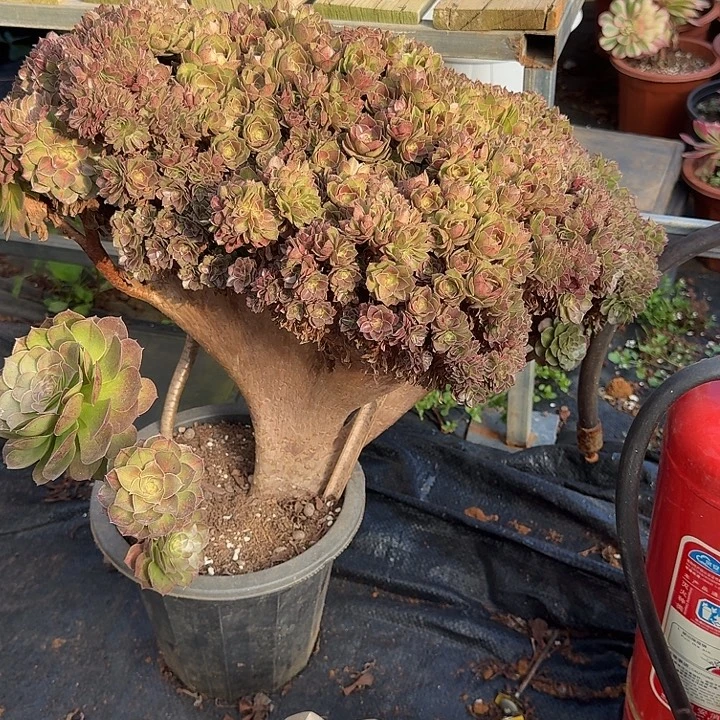 抹茶法师老庄朵朵缀化