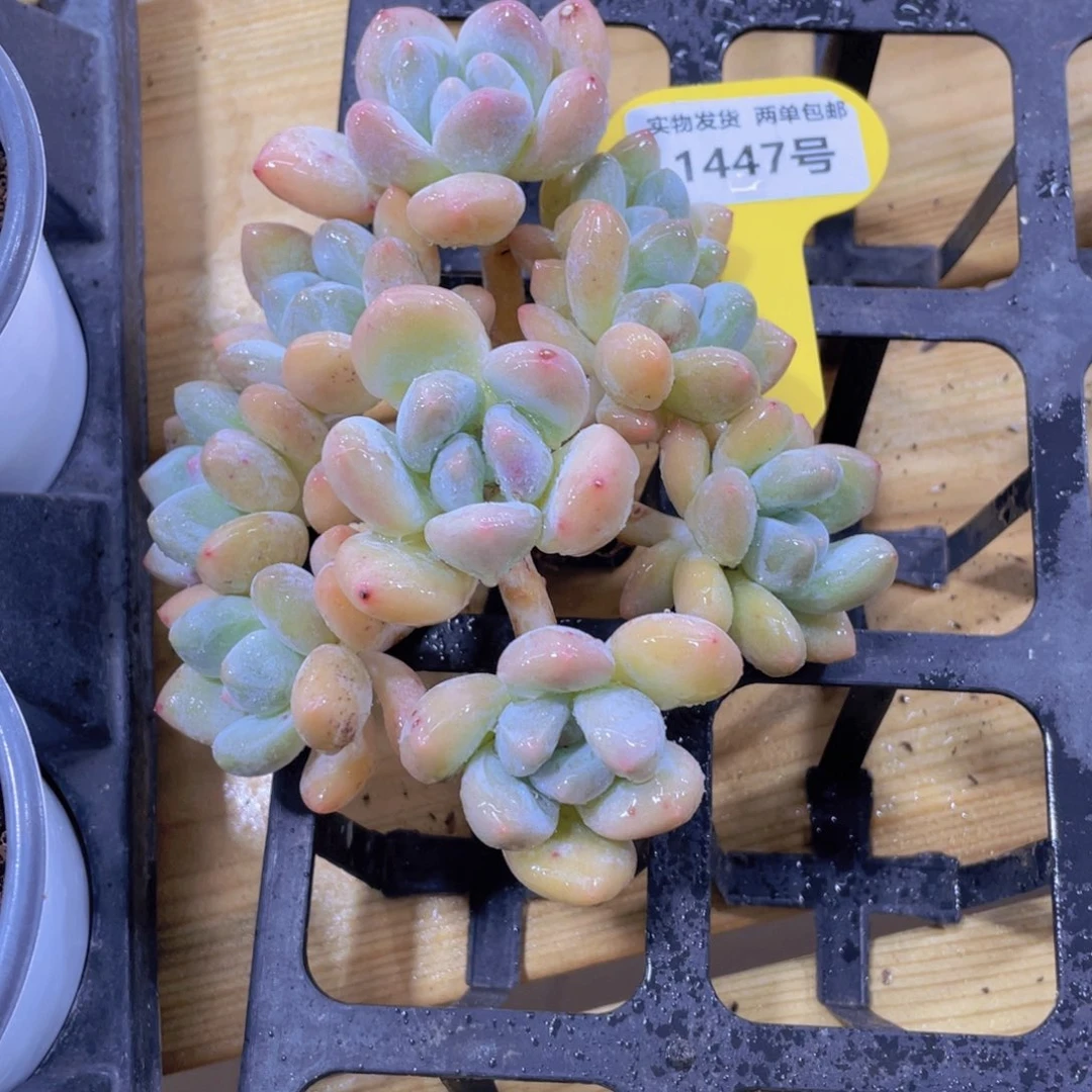 1447号 九头老桩大香水一个