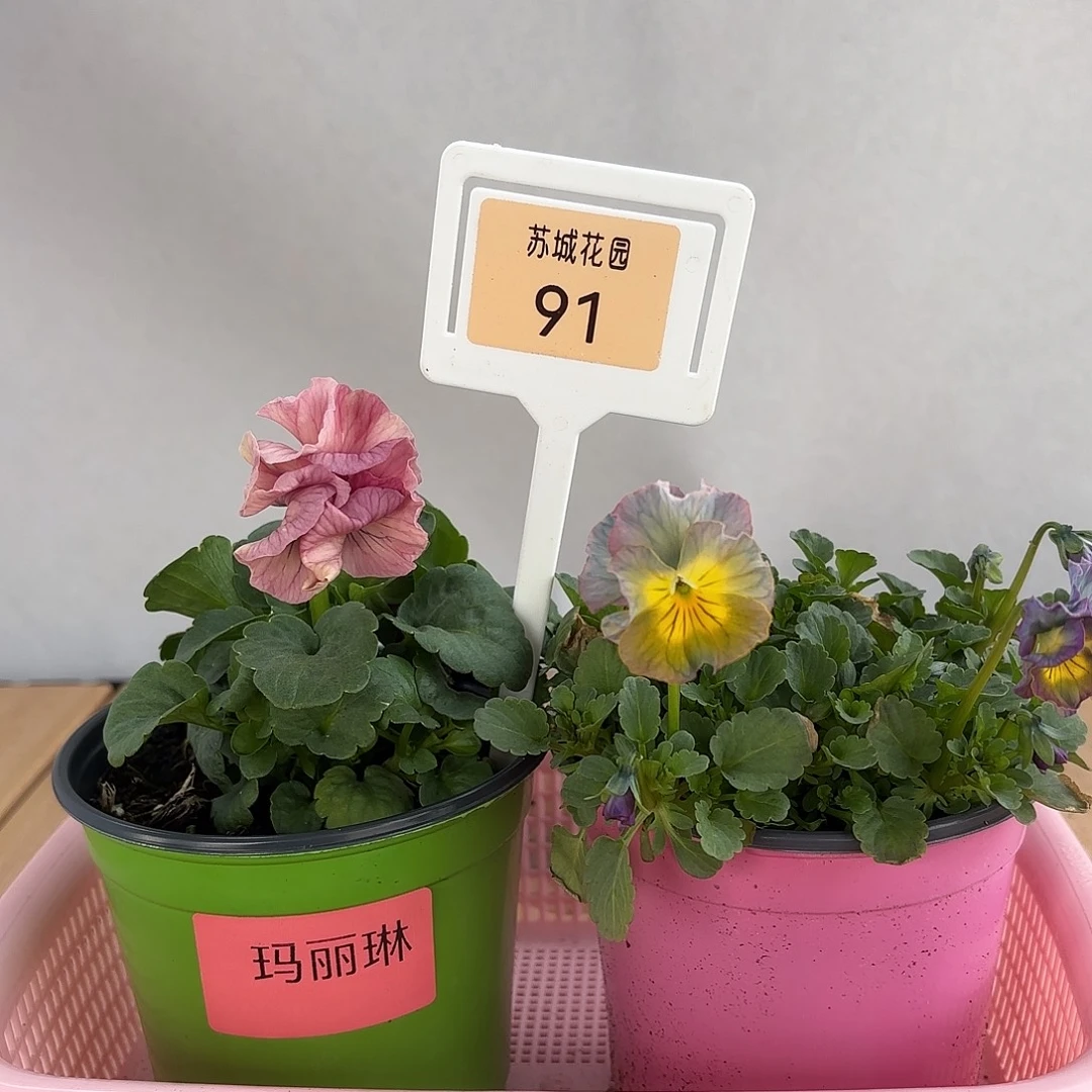 大部分开放少量花苞91