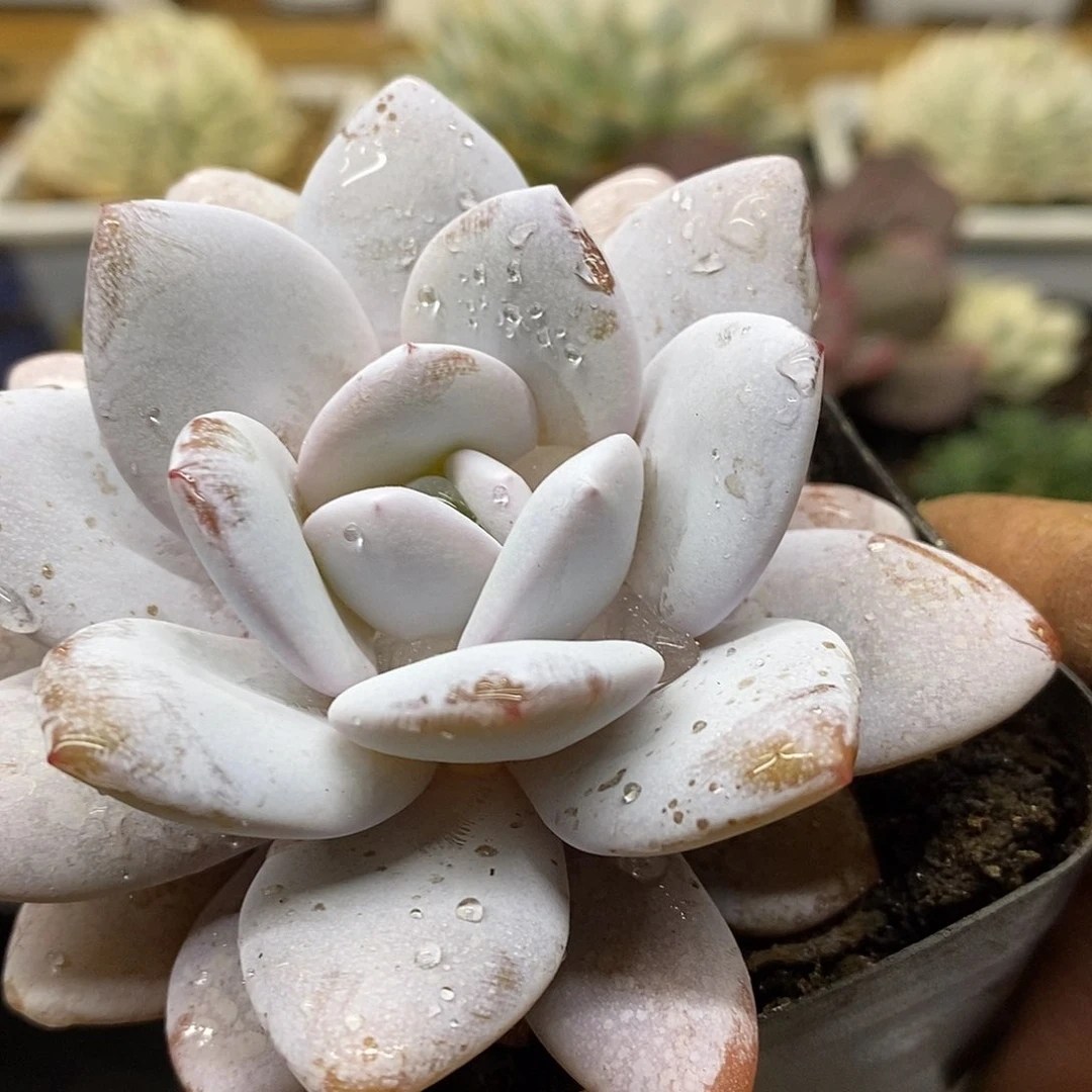 10139 雪莲 需延时发货