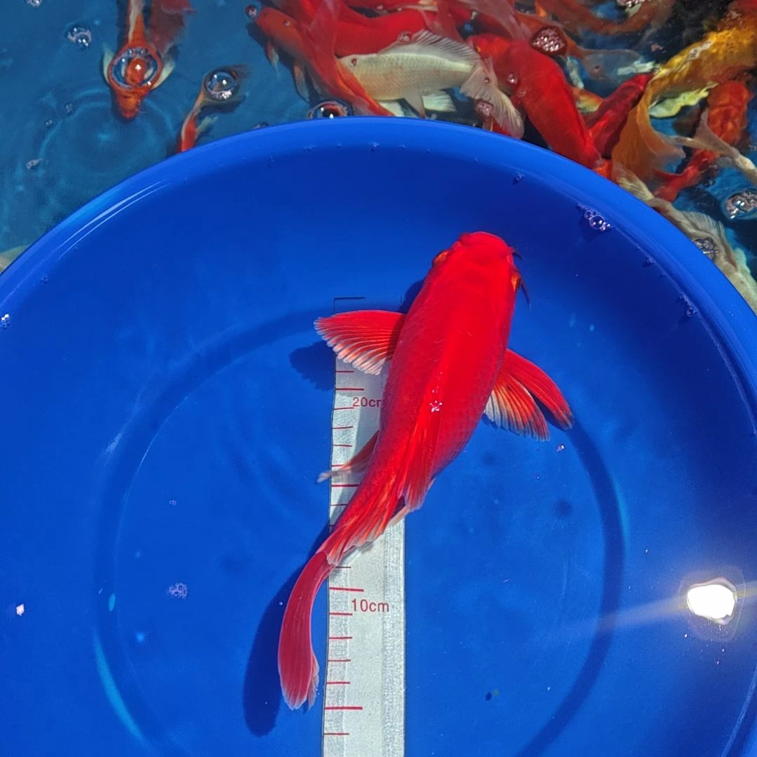 中国大陆冷水观赏鱼蝴蝶鲤