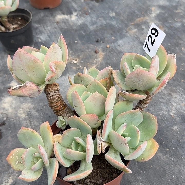 用****8729血凤脱土发货叶片有瑕