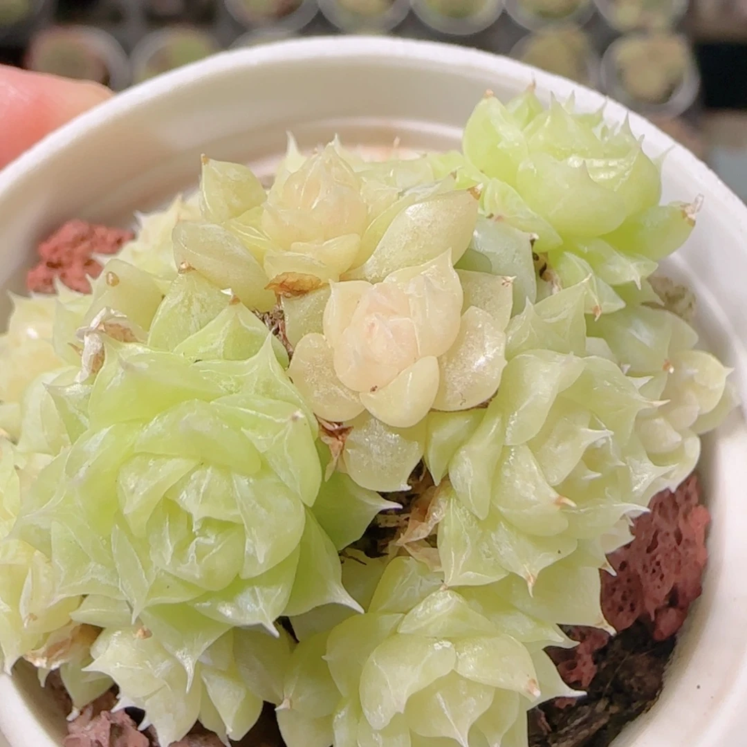 原***点花语逸镜1031-175散