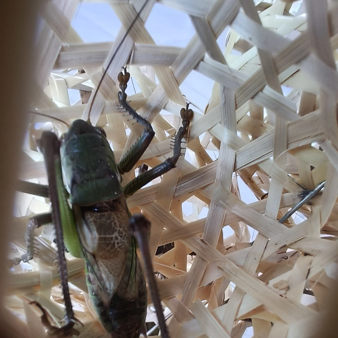 野生狼牙山蝈蝈山青铁皮翠绿精品鸣虫大蝈蝈新脱活体太能叫了