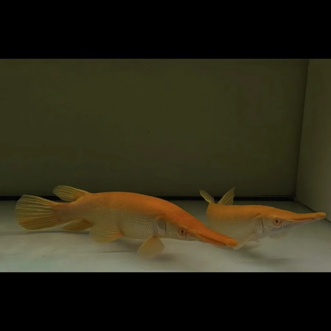 黄化火箭铅笔鱼大型热带猛鱼纯黄双红眼观赏鱼