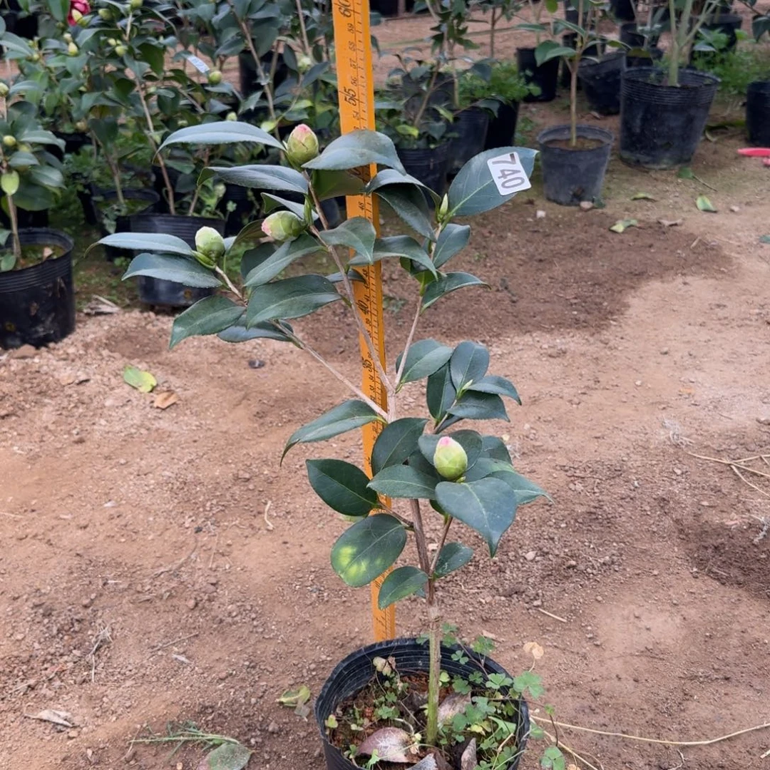 少量花朵（建议范围：2朵-5朵 或40%以下）740友之浦