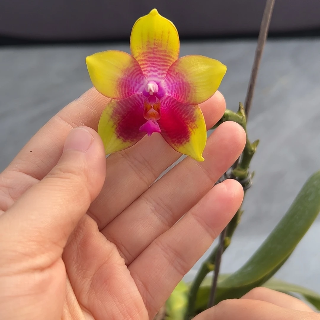 完全开放凯乌兰妮4.5寸