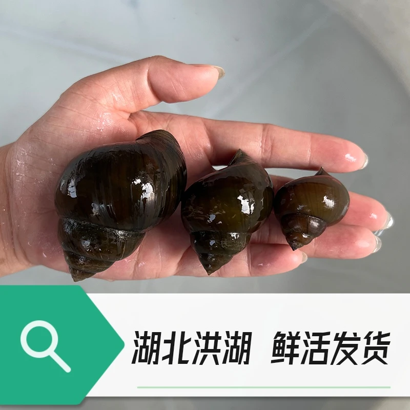 洪湖新鲜特大号田螺鲜活清水田螺活体发货