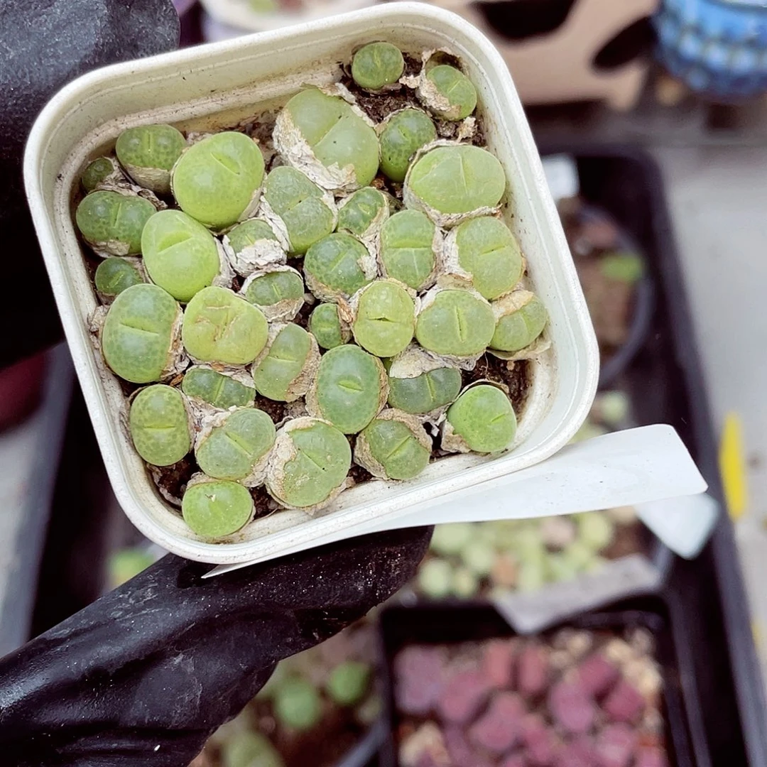 生石花满18包邮1021-222