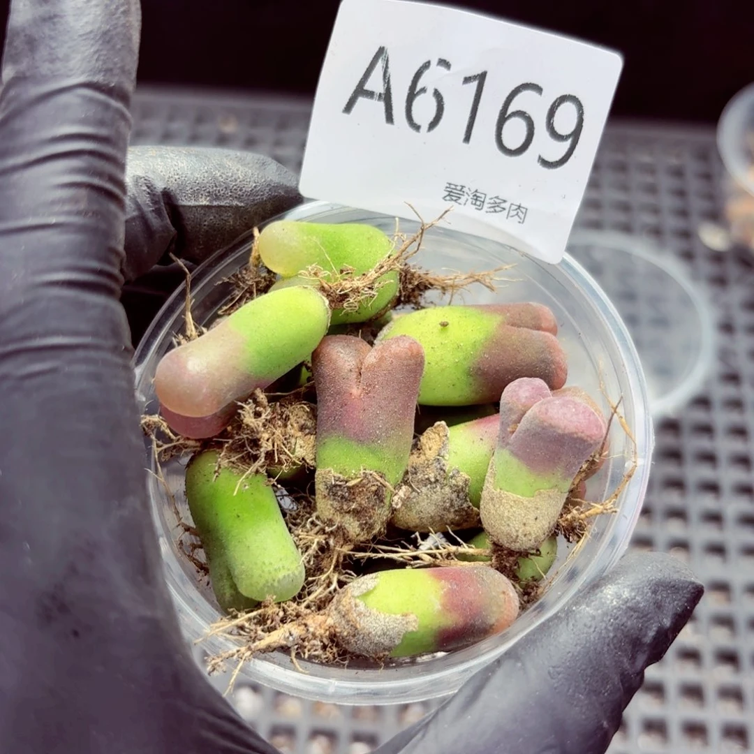 ****浅6169—生石花 生石花