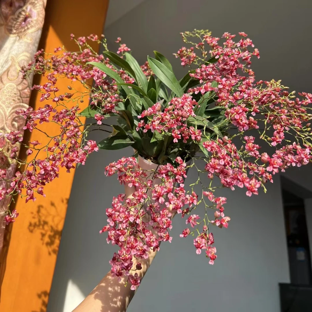 【红色梦香兰】室内绿植 文心兰花 盆栽梦香兰客厅阳台花卉植物