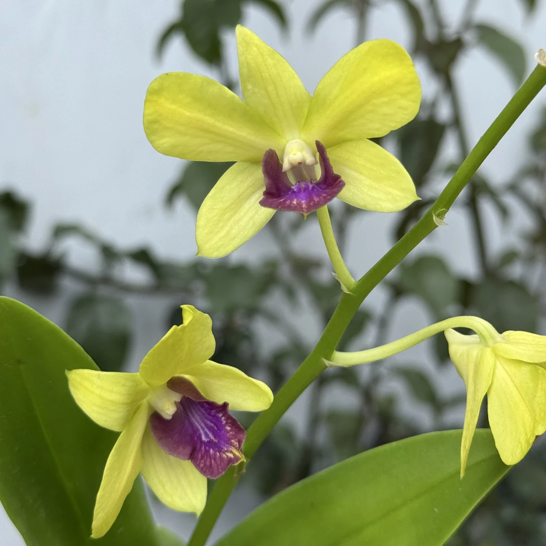 红心富贵 秋石斛精致爆花好养室内阳台云南鲜花绿植