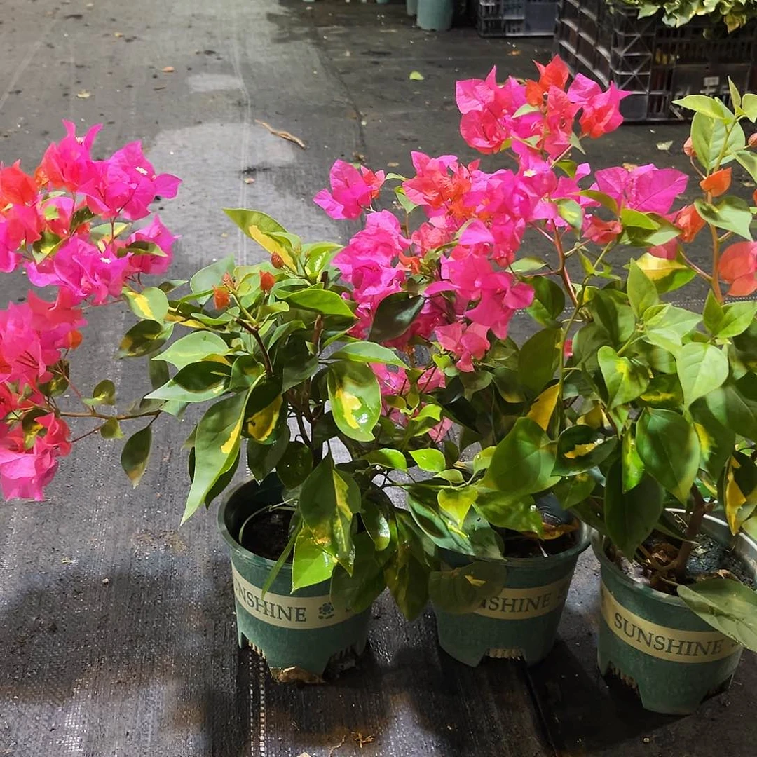当前无花栽培后可以开花红骑士掌中宝一颗