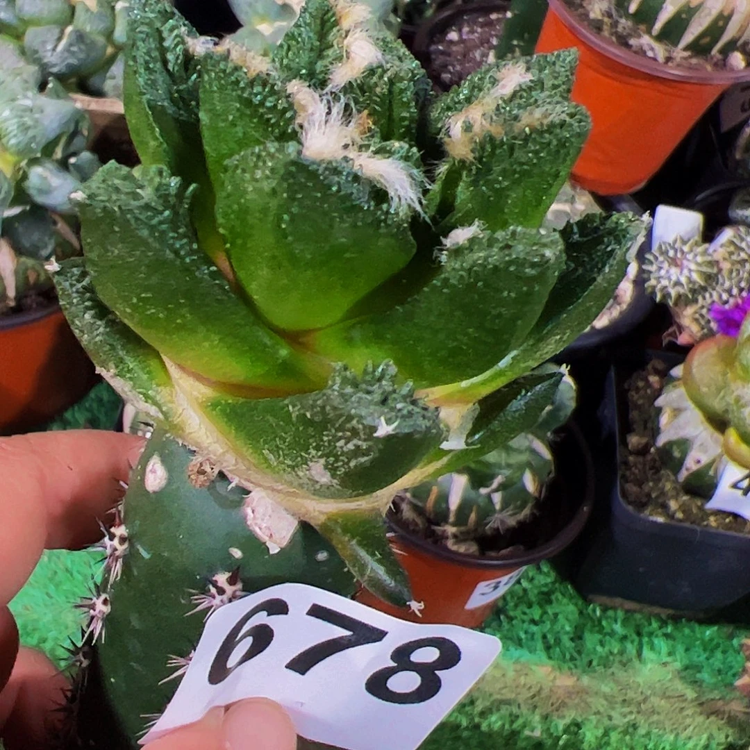 无花朵勃氏辛顿牡丹678