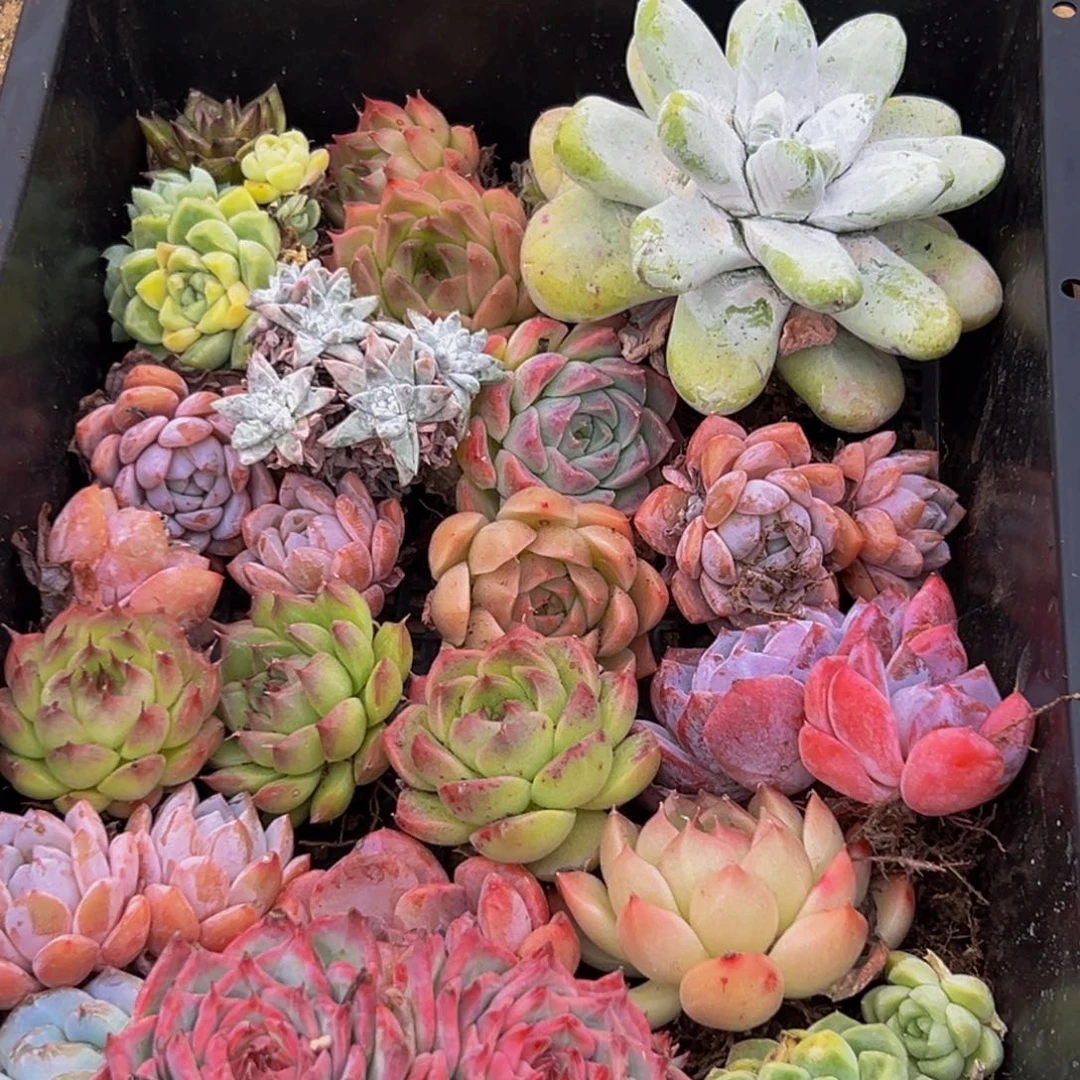 141多肉菜的做法和方法