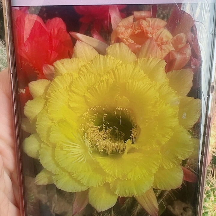 毛花柱清清公主侧芽拍一发二