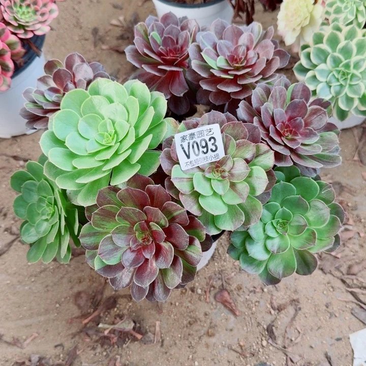 093花月夜官服28左右2