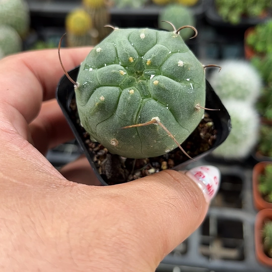 单头奇仙玉单头发货