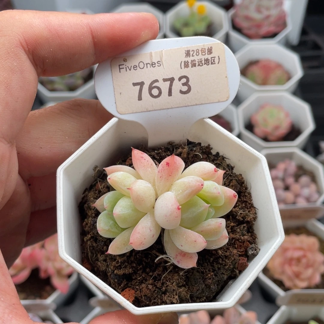 西施7673-4.5厘米